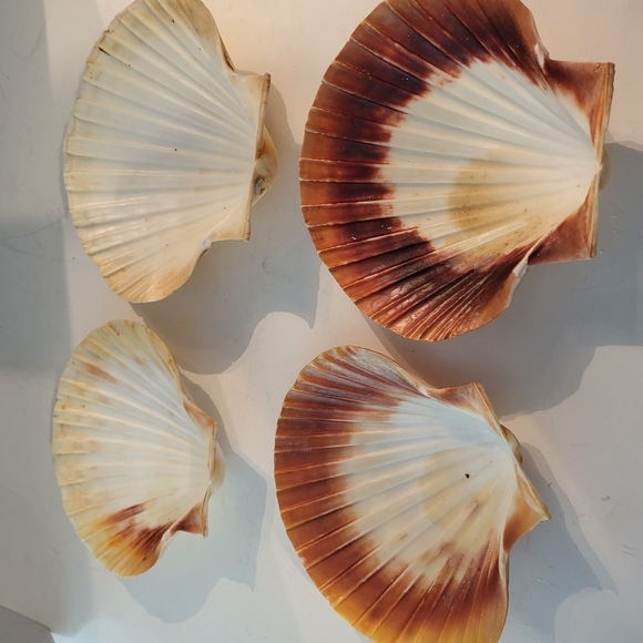 Set of Four X Large Natural Scallop Shells See Photos - Picture 1 of 6